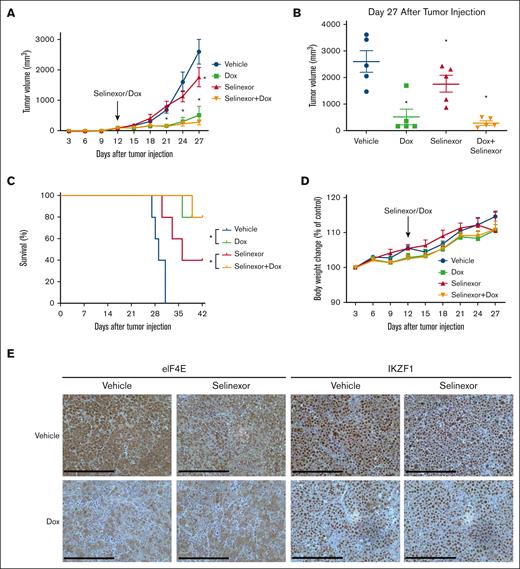 Combined targeting of eIF4E and selinexor blocks tumor progression in vivo. Tet-on-sh-eIF4E U266 cells were subcutaneously injected into SCID/bg mice. (A) Subcutaneous tumor growth was measured using calipers and calculated with the following volume formula: 0.5 × long diameter × square of the short diameter. Each bar represents the mean ± SEM (n = 5). ∗P < .05. (B) Tumor volume was measured after 27 days. (C) Kaplan-Meier survival analysis of mice during 6 weeks of follow-up (n = 5 per group). Using a Log-Rank test, a survival benefit was observed for selinexor vs vehicle (P < .05) and selinexor + dox vs vehicle (P < .05). (D) Body weights were monitored every 3 days. No significant differences were observed between different groups. (E) Tumors harvested at the end of the study were fixed in 10% formalin and subsequently processed for immunohistochemical staining for eIF4E and IKZF1. The staining was observed using a Leica DMI 6000B microscope. Scale bar, 200 μM.