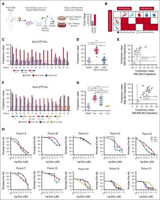 Adult ETP-ALL has increased dependency on BCL-2 rather than BCL-XL for survival. (A) Experimental schematic of the baseline BH3 profiling. Cytochrome c release was measured by gating on blasts. (B) Binding affinities of BH3 peptides (BAD and HRK) and BH3 mimetics (venetoclax, navitoclax, and A-1331852) for antiapoptotic proteins BCL-2 and BCL-XL. (C/D) FACS-based BH3 profiles for BAD (BCL-2 and BCL-XL dependence) and HRK (BCL-XL dependence). One-way analysis of variance (ANOVA) for % cytochrome c release between BAD vs DMSO and BAD vs HRK. (E) Spearman correlation between % cytochrome c release for BAD vs HRK and BAD vs BAD-HRK. Data is normalized to DMSO. (F-G) FACS-based BH3 profiles for venetoclax, navitoclax, and A-1331852. One-way ANOVA analysis for % cytochrome c release between venetoclax vs DMSO, navitoclax vs DMSO, and venetoclax vs navitoclax. (H) Cell death assays using annexin V in adult ETP-ALL samples treated with venetoclax, navitoclax, or A-1331852 for 8 hours. Data are plotted as the percentage of live cells compared with the DMSO controls. Note: gating of adult ETP-ALL primary blast samples. ∗ P < .05; ∗∗ P < .01; ∗∗∗ P < .001; ∗∗∗∗ P < .0001. UN, untreated; ns, no significance. (C,F) The dotted line represents the threshold for significant priming determined using DMSO ± 3xSD.