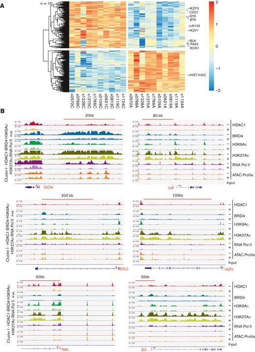 HDAC inhibition causes dynamic changes in the occupancy of HDAC1, H3K9Ac, BRD4, and RNA Pol2 engagement to downregulate driver genes in cluster I. (A) Gene expression heat map obtained after total RNA seq of 10 CLL samples treated with the HDAC inhibitor abexinostat (0.4 μM, 24 hours) compared with untreated controls. 621 differentially expressed PCG that showed an absolute fold change of 2 or more at 10% FDR, of which 329 (54%) decreased and 292 (47%) genes increased expression. Key CLL driver genes, such as IKZF3, CD27, SYK, BTK, mir-155, IKZF1, BLK, PAX5, and ROR1, were among the downregulated transcripts. (B) Genome browser tracks showing the change in HDAC1 (red), BRD4 (turquoise), H3K9Ac (green), H3K27Ac (olive), RNA Pol II (violet), ATAC seq peaks (brown) in a representative CLL sample out of 3 at baseline and after exposure to 0.4 μM abexinostat for 6 hours, HDAC1 (yellow), BRD4 (blue), H3K9Ac (mint), H3K27Ac (green), RNA Pol II (mauve), and ATAC seq peaks (orange) are shown for select genes such as CXCR4, IL4R, BCL2, IKZF3, PAX5, and BLK. The x-axis of each track shows genomic position, and the y-axis shows the intensity of the ChIP signal (rpm/bp).