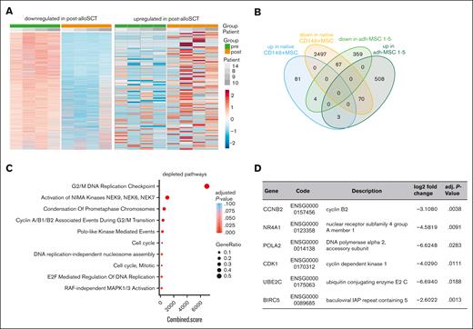 Native post-alloSCT CD146+MSC show similar differential expression for proliferation regulating genes as CFU-F-derived MSC. RNAseq analysis was performed in native CD146+MNC derived before and after alloSCT from 4 patients. (A) Heatmaps of total differentially expressed genes (rows) in CD146+/CD45–/HLA-DR– MNC pre- and post-alloSCT (columns). (B) Authentication of DGE in post- vs pre-alloSCT MSC according to the MSC phenotype, ie, post-alloSCT CFU-F–derived MSC from patients 1 to 5 and post-alloSCT CD146+MNC from patients 8 to 10 and 14. (C) Enriched gene sets of 67 common downregulated genes from (B) in CD146+MSC post-alloSCT vs CD146+MSC pre-alloSCT. (D) Selected significantly downregulated genes in the native CD146+MNC (complete list of 67 downregulated genes in supplemental Table 2).