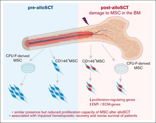 Summary. Our data show that alloSCT confers a downregulation of proliferation regulating genes and an increased expression in EMT- and ECM-genes in BM-MSC resulting in reduced ex vivo proliferation capacity. As this correlates with survival of patients and specifically with impaired engraftment of allogeneic hematopoiesis, we hypothesize that regeneration of the BM niche requires MSC proliferation to facilitate full hematopoietic recovery.