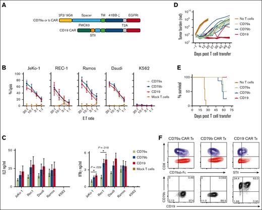CD79a and CD79b CAR T cells are functional in vitro and in vivo. (A) Schematic of CD19, CD79a, or CD79b CAR constructs. (B) Lysis of indicated tumor cell lines by chromium release assay. Data are means ± SEM from 3 independent experiments. (C) CAR T-cell IL-2 or IFN-γ production measured by ELISA. Data are means ± SEM from 4 independent experiments. P values were calculated with one-way ANOVA with post hoc Tukey multiple comparisons test. (D-E) NSG mice were inoculated with JeKo-1 ffluc tumor cells and either left untreated or treated at day 7 with a total of 2 × 106 of CD79a, CD79b, or CD19 CAR T cells (CD4:CD8 at 1:1 ratio). (D) Bioluminescent imaging of tumor bearing mice at indicated time points. Each line represents measurements of a single mouse in each of the treatment groups. (E) Survival of mice from 2 independent experiments, each containing 5 to 8 mice per group. (F) Representative flow cytometric analysis of T cells and tumor cells in BM suspensions from JeKo-1 tumor bearing mice treated with CD79a, CD79b, or CD19 CAR T cells on the day that mice met criteria for euthanasia. Top panels were gated on singlets, live cells, and CD45+CD8+ (blue) or CD45+CD4+ (red) population. CAR staining was measured by CD79ab-Fc or anti-STII antibody binding. Bottom panels were gated on singlets, live cells, and CD45+GFP+ Jeko-1 ffluc cells. ANOVA, analysis of variance; ELISA, enzyme-linked immunosorbent assay; SEM, standard error of the mean; TM, transmembrane domain.
