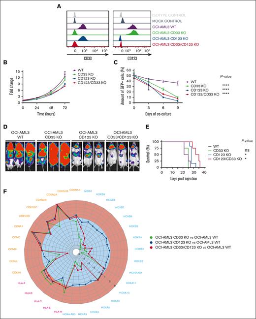 CD33 and/or CD123 KO affects proliferation in NPM1 mutant OCI-AML3 cell line. (A) Representative histograms of CD33 and CD123 expression in WT and KO OCI-AML3 Luc/GFP+ clones, measured by flow cytometry after single-cell cloning. (B) Cell growth expansion curves of CD33 and/or CD123 KO Luc/GFP+ clones compared with the parental WT Luc/GFP+ OCI-AML3 cell line, monitoring luminescence emitted 2 hours after luciferine exposure for 3 days using a Spark plate reader (Tecan). Mean ± SD from biological triplicates is shown. (C) Luc/GFP+ OCI-AML3 KO cells were cocultured with GFP- OCI-AML3 WT cells at a 1:1 E:T ratio, and GFP expression was measured to assess clonal competition at the indicated time points by flow cytometry. Mean ± SD from representative biological triplicates is shown. P values from the Wilcoxon test are indicative of each KO clone condition compared with WT OCI-AML3 control at day 9. ∗∗∗∗P value <.0001. (D) Tumor burden of Luc/GFP+ OCI-AML3 WT and KO clones, measured by bioluminescent imaging at day 21 after NSG mice injection. (E) Kaplan-Meier curves of overall survival after Luc/GFP+ OCI-AML3 cell injection. P values adjusted for multiple comparisons are from the log-rank test and indicate comparisons between each KO clone condition and WT OCI-AML3 control. ∗P value <.05; ns, not significant (P value >.05). P values are indicative of each KO clone condition compared with WT OCI-AML3 control. (F) Gene expression variation of cyclin, HLA, and HOX family–related DEGs in OCI-AML3-CD33 KO, CD123 KO, and CD33-123 KO compared with WT. Upregulated and downregulated DEGs (log2 fold change) are colored in red and blue, respectively. DEGs, differentially expressed genes; GFP, green fluorescent protein; SD, standard deviation.