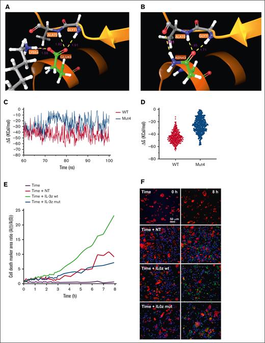 MD for the prediction of IL-3 mutants with low binding affinity to CD123. (A-B), WT and Mut4 interface interaction between IL-3 and IL-3Ra. HB is represented in yellow; salt bridge is represented in magenta; distance in Å for each interaction are also reported in magenta color. (C) ΔGbinding energies vs simulation time in WT and Mut4 systems. (D) Scatter plot of ΔGbinding energies of all analyzed frames in WT and Mut4 systems. (E) Time-course analysis of apoptosis measured by caspase-3 activation on target TIME cells cocultured for 8 hours with NT, IL-3z WT CAR-, and IL-3z mutant CAR–engineered CIK cells (E:T ratio of 5:1) using Operetta CLS. Custom-made MatLab-based software provided the image analyses for extraction of the populated area of the different dyes; n = 3 wells. (F) Live-cell imaging of the dynamic processes over time and space. First row represents the frame took at time 0, whereas the second row reports the frame taken after 8 hours.