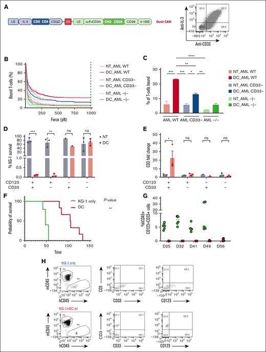 Spacer and transmembrane optimization endow DC CIK cells of higher selectivity toward double-positive CD33/CD123 cells. (A) DC vector scheme. Bicistronic DC IL-3z/CD33 CCR carrying different spacers and transmembrane domains. (B-C), Immune synapse-binding avidity of NT and DC WT CIK cells to OCI-AML3 WT, OCI-AML3 CD33−, and OCI-AML3 CD123−/CD33− targets assessed via acoustic force microfluidic microscopy. Data represent mean ± SD and combined experiments from 2 separate donors. (D-E), Long-term (E:T ratio of 1:10) cytotoxicity against KG-1 cell line. Percentage of residual KG-1 cells after the 1-week coculture (D) and CD3 fold change after the 1-week coculture (E). Mean ± SEM from independent CIK cell donors is shown (n = 3 for all the conditions except for n = 1 against CD123−/CD33+ KG-1 cells). (F) Kaplan-Meier curves of overall survival. P value indicates comparison between the KG-1 only cohort and the DC CIK-treated cohorts. ns, not significant (P value >.05), ∗P value <.05. (G) Representative dot plot of PB analysis. (H) Analysis of hCD45+/CD33+/CD123+ cells in the PB of untreated and treated mice. (I) Analysis of hCD45+/CD3+ cells in the PB of DC CIK cell–treated mice. Paired comparisons were performed using the Tukey test and adjusted for multiple comparisons in panels D-E. ns, not significant (P value >.05); ∗P value <.05, ∗∗P value <.01, ∗∗∗P value <.001. SEM, standard error of the mean.