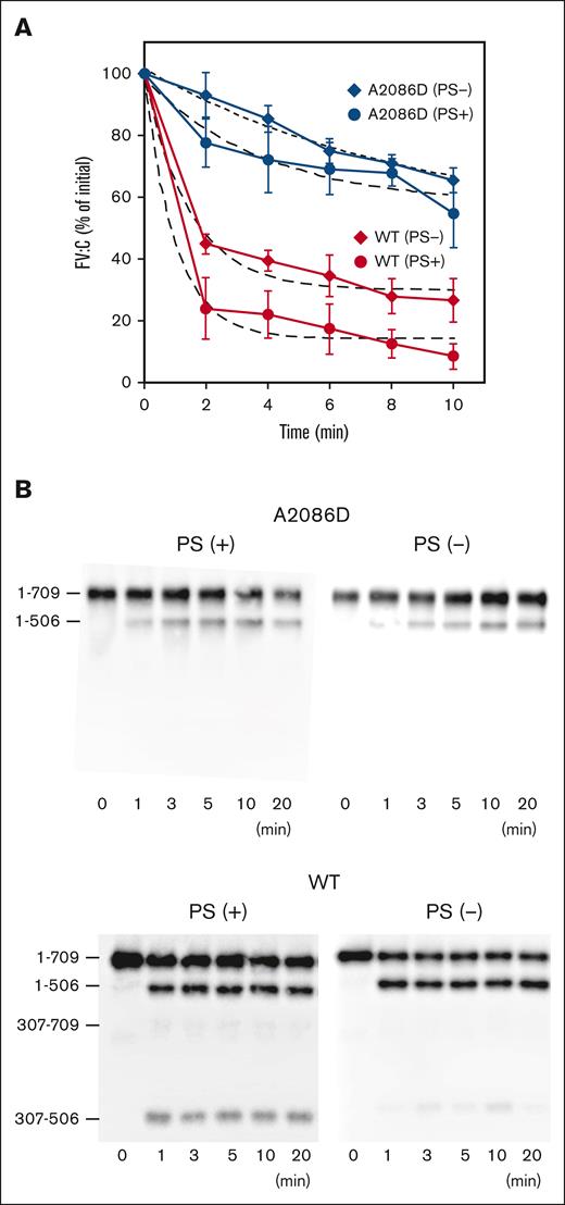 APC-mediated inactivation and cleavage of FVa-A2086D. (A) APC-mediated inactivation. FV-WT and FV-A2086D (10 nM) were incubated with thrombin (10 nM) for 5 minutes, followed by the addition of hirudin (5 U/mL). FVa (2 nM) was reacted with APC (1 nM) and PL (20 μM) in the presence or absence of PS (30 nM) for the indicated times. After dilution, FVa activity (FVa:C) was measured via a PT-based clotting assay. An initial FV:C was regarded as 100%. Experiments were performed at least 3 times, and average values ± standard deviations are shown. The plotted data were fitted using an equation of single exponential decay (dashed lines). The rate constants (min−1) obtained were FV-WT; 1.02 ± 0.26 (plus PS) and 0.68 ± 0.15 (minus PS), and FV-A2086D; 0.26 ± 0.15 (plus PS) and 0.11 ± 0.05 (minus PS). (B) APC-catalyzed proteolytic cleavage of the HCh of FVa-A2086D. FV-WT and FV-A2086D (5 nM) were incubated with thrombin (5 nM) for 5 minutes, followed by the addition of hirudin (2.5 U/mL). Generated FVa was incubated with APC (1 nM) and PL (20 μM) in the presence or absence of PS (30 nM) for the indicated times. Samples were analyzed on 8% gels, followed by western blotting using an anti-FV HCh mAb 5146 immunoglobulin G.