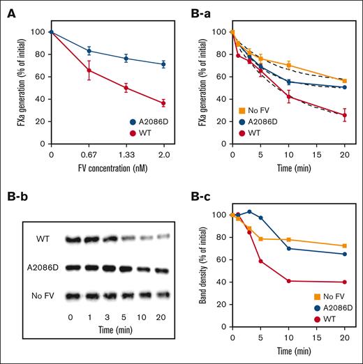 APC cofactor activity of FV-A2086D on APC-induced FVIIIa degradation. (A) FVIIIa inactivation. FVIII (6 nM) with PL (20 μM) was activated by thrombin (5 nM), followed by the addition of hirudin (2.5 U/mL). Generated FVIIIa was incubated either with mixtures of APC (1 nM), PS (10 nM), and FV-WT or FV-A2086D (0-2 nM) for 20 minutes. FXa generation was initiated by the addition of FIXa (2 nM) and FX (200 nM) for 1 minute. Values of FXa generation in the absence of FV were regarded as 100%. All experiments were performed at least 3 times, and the average values are shown. (B) FVIIIa inactivation and A1 cleavage at Arg336 in FVIIIa by APC. rFVIII (6 nM) with PL (20 μM) was activated by thrombin (5 nM) for 30 seconds, followed by the addition of hirudin (2.5 U/mL). Generated FVIIIa was incubated with mixtures of APC (2 nM), PS (10 nM), with or without FV-WT or FV-A2086D (2 nM) for the indicated times. (Ba) FXa generation was initiated by the addition of FIXa (2 nM) and FX (200 nM) for 1 minute. The data were fitted using an equation of single exponential decay (dashed lines). All experiments were performed at least 3 times, and the average values are shown. The rate constants (min−1) obtained were FV-WT, 0.19 ± 0.02; FV-A2086D, 0.13 ± 0.05; no FV, 0.11 ± 0.04. (Bb) The same samples as in panel B were analyzed on 8% gels, followed by western blotting using an anti-A1 mAbC5 immunoglobulin G. (Bc) Band densities of intact A11-372 observed from panel b were measured by quantitative densitometry. The density before the addition of APC was regarded as 100%.