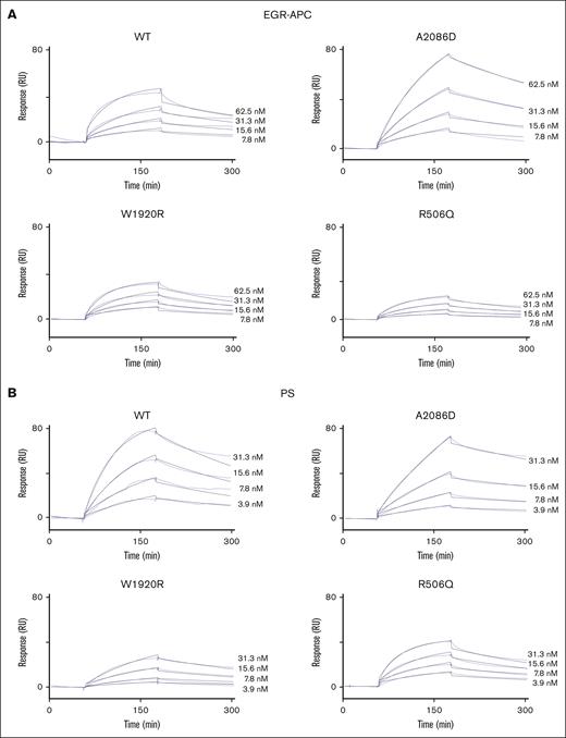 Direct binding of the FV mutants to EGR-APC and PS by a fluid-phase SPR-based assay. (A) EGR-APC binding. Various concentrations of FV mutants (WT, A2086D, W1920R, and R506Q) were added to EGR-APC (700 RU) immobilized on the sensor chip for 4 minutes, followed by a change of running buffer for 4 minutes. The lines show representative curves for FV mutants at 7.8, 15.6, 31.3, and 62.5 nM, and the fitted curves prepared using a 1-site binding model are shown (solid thin line). (B) PS binding. Various concentrations of FV mutants (WT, A2086D, W1920R, and R506Q) were added to PS (3000 RU) immobilized on the sensor chip for 2 minutes, followed by a change of running buffer for 2 minutes. The lines show representative curves for FV mutants at 3.9, 7.8, 15.6, and 31.3 nM, and fitted curves prepared using a 1-site binding model are shown (solid thin line).