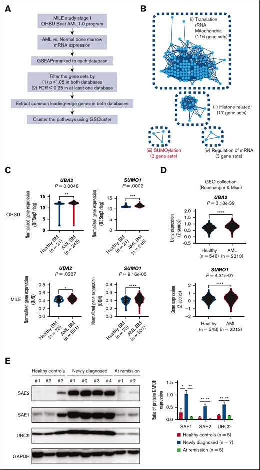 Bioinformatic screening to find AML-specific pathways. (A) Overall strategy for database screening. (B) Graphical illustration of 4 pathway clusters upregulated in AML BM samples from panel A, using GSCluster26 R package. The number of connected gene sets in each cluster is indicated. (C) Comparison of UBA2 and SUMO1 gene expression between healthy and AML BM samples in OHSU and MILE databases. (D) Comparison of UBA2 and SUMO1 gene expression between healthy and AML BM/peripheral blood samples in Gene Expression Omnibus (GEO) data sets by Roushangar and Mias.25 (E) Representative western blot for SAE2, SAE1, UBC9, and glyceraldehyde-3-phosphate dehydrogenase (GAPDH) in peripheral blood from healthy controls and patients with AML at diagnosis or remission state after treatment (left). The intensities of the bands from all the samples were quantified by densitometry and displayed as the ratio of each protein to GAPDH (loading control) (right). Newly diagnosed patients with AML (n = 7), those at remission state (n = 5), and healthy controls (n = 5). Results are expressed as the mean ± standard error of the mean. For panels C-E, P values are from Wilcoxon rank-sum test; ∗P < .05, ∗∗P < .01, ∗∗∗P < .001, ∗∗∗∗P < .0001. BM, bone marrow; GEO, Gene Expression Omnibus; FDR, false discovery rate; GSEA, gene set enrichment analysis; rRNA, ribosomal RNA.