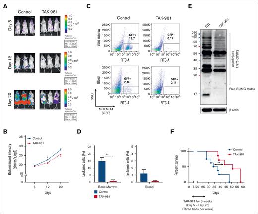TAK-981's antileukemic effects in human xenograft AML mouse models (immune-compromised mice). (A-E) Human AML mouse model was established by injecting MOLM-14 cells labeled with luciferase/green fluorescent protein (GFP) (MOLM-14/luciferase/GFP) into NSG mice through tail vein. After confirming leukemia engraftment by bioluminescence imaging, the mice were divided into 2 groups (10 mice per group) and treatment began on day 5 until day 26: control (no treatment) or TAK-981 (7.5 mg/kg formulated in 20% 2-hydroxypropyl-β-cyclodextrin, IV 3 times a week). Representative mice from each group were subjected to serial bioluminescence images (A) and intensity quantitation on days 5, 12, and 20 after leukemic cell injection (B). (C-D) Three representative mice per group were euthanized on day 20 to compare the leukemic burdens between the groups. Cells from the BM and blood were analyzed using flow cytometry. The proportions of GFP+ cells by flow cytometry to identify leukemic cells were compared between the groups. (E) Western blot was performed with sorted leukemic cells to evaluate SUMOylated proteins in each group. The sample was pooled from individual animals, representing the average levels (supplemental Methods). (F) The overall survival rate in each group (7 mice per group) was estimated by the Kaplan-Meier method. The results are expressed as the mean ± standard error of the mean; ∗P < .05, ∗∗P < .01. CTL, control; SSC, side scatter.