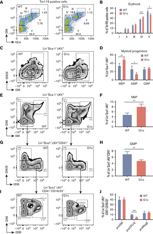 Defect in erythroid precursors in BM of Gata1s mice. (A-B) Representative flow cytometry plots (A) and bar graph (B) of mean ± SD for various stages of BM erythropoiesis in 2-month-old WT or Gata1s (G1s) male mice as assessed by staining with antibodies against Ter119 and CD44. (C-J) Analysis of the composition of BMCs by flow cytometry for hematopoietic progenitors in 2-month-old mice. Numbers indicate the percentage of cells within each gate as shown in the representative plots. (C-D) Representative flow cytometry plots and mean ± SD of MEP (Lin−c-kit+Sca-1−CD34−CD16/32−), granulocyte-monocyte progenitor (GMP) (Lin−c-kit+Sca-1−CD34+CD16/32+), and common myeloid progenitor (CMP) (Lin−c-kit+Sca-1−CD34+CD16/32−) cell populations from WT and G1s mice. (E-F) Lineage−Sca-1−c-Kit+ cells were further subdivided by expression of CD105 and CD41 into the megakaryocyte progenitors (MkPs, CD105+CD41+). (G-J) Lineage−Sca-1−c-Kit+CD34−CD16/32− cells were further subdivided by expression of CD105 and CD150 into pregranulocyte-macrophage progenitors (pre-GMs, CD105−CD150−), the premegakaryocytic/erythroid progenitors (preMegEs, CD105−CD150+), and the pre-CFU erythroid cells (preCFU-Es, CD105+CD150+). Graphs depict mean (± SD) percentage of flow cytometry data. Nwt = 3, NG1s = 4. ∗P ≤ .05, ∗∗P ≤ .01, ∗∗∗P ≤ .001 by the unpaired Student t test.