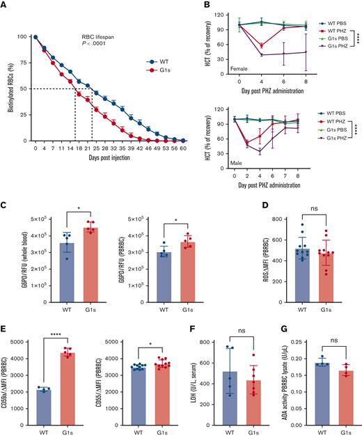 Adult Gata1s mice have a defect in mature erythrocytes. (A) Sulfo-NHS-biotin was injected IV on day 0, and the fraction of biotinylated RBCs was quantified serially by streptavidin labeling and flow cytometry, N = 4. (B) Mice were treated with PHZ solution by intraperitoneal injection on days 0 and 1. Serial HCT of WT and Gata1s (G1s) mice are shown at different time points after induced acute anemia. Normalized recovery was calculated through dividing the HCT mean value at each time point by the mean value at day 0 before treatment. Mean ± SD are shown, N ≥ 3, age = 2 months. ∗∗∗∗P ≤ .0001 by 2-way ANOVA. (C-G) Determination of PB parameters associated with hemolytic anemia, including G6PD activity (C), reactive oxygen species (ROS) levels (D), CD55 and CD59a expression (E), lactate dehydrogenase (LDH) activity (F), and ADA activity (G). ∗P ≤ .05, ∗∗P ≤ .01, ∗∗∗∗P ≤ .0001 by the unpaired Student t test. MFI, mean fluorescence intensity; RFU, relative fluorescence units; PBRBC, peripheral blood red blood cell.