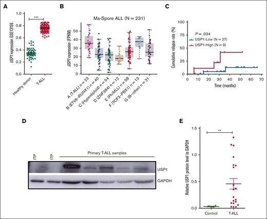 USP1 is overexpressed in T-ALL. (A) Scatter dot plots showing the mRNA levels of USP1 in normal BM from healthy donors and primary T-ALL (73 normal BM and 169 T-ALL samples). Data were obtained from the GSE13159. Two-sided Mann-Whitney tests. (B) Analysis of USP1 expression in 231 primary pediatric ALL samples that are categorized into 7 different subtypes in the Ma-Spore ALL study cohort (Wilcoxon rank-sum test, T-ALL vs B-ALL, P<0.0001). (C) Cumulative relapse incidence in 36 pediatric patients with T-ALL; P = .034. (D-E) Immunoblots of USP1 in 20 primary pediatric T-ALL samples are indicated. Representative immunoblotting image of USP1 is shown in panel D. Four samples from pediatric patients with immune thrombocytopenic purpura (ITP) were used as negative controls. Glyceraldehyde-3-phosphate dehydrogenase (GAPDH) serves as a loading control. The relative protein expression levels of USP1 are shown in panel E. Two-sided Mann-Whitney tests; ∗∗P < .01, ∗∗∗P < .001. FPKM, fragments per kilo base per million mapped reads.