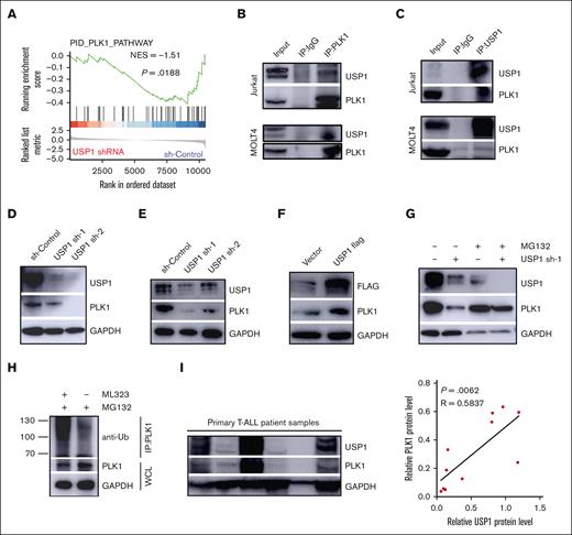 USP1 stabilized PLK1 via its deubiquitination. (A) GSEA plots showing the enrichment of gene signatures associated with PLK1 pathway in the USP1-depledted vs sh-control group. (B-C) Cell lysates of Jurkat and MOLT4 cells were precipitated with anti-PLK1 or anti-USP1 antibodies, and the precipitates were examined by immunoblotting. Immunoblot analysis of USP1 and PLK1 expression in Jurkat (D) and MOLT4 (E) cells infected with sh-control or USP1-shRNA. (F) Immunoblot analysis of USP1 and PLK1 expression in Jurkat cells with or without overexpression of USP1-flag. (G) Jurkat cells infected with control or USP1 shRNA were treated with dimethyl sulfoxide (DMSO) or MG132 for 12 hours. The expression of PLK1 and USP1 was assessed. (H) Jurkat cells were treated with DMSO or ML323. The lysates were immunoprecipitated with anti-PLK1 antibody. UB-PLK1 was analyzed by anti-ubiquitin antibody. The expression of GAPDH in whole cell lysates was analyzed as a control. (I) The expression of USP1 and PLK1 in primary pediatric T-ALL samples was measured. The representative immunoblotting image of USP1 and PLK1 expression (left) is shown. The correlation between USP1 and PLK1 expression in T-ALL samples is shown (right) (by the Pearson correlation test, n = 11). IgG, immunoglobulin G; IP, immunoprecipitation.