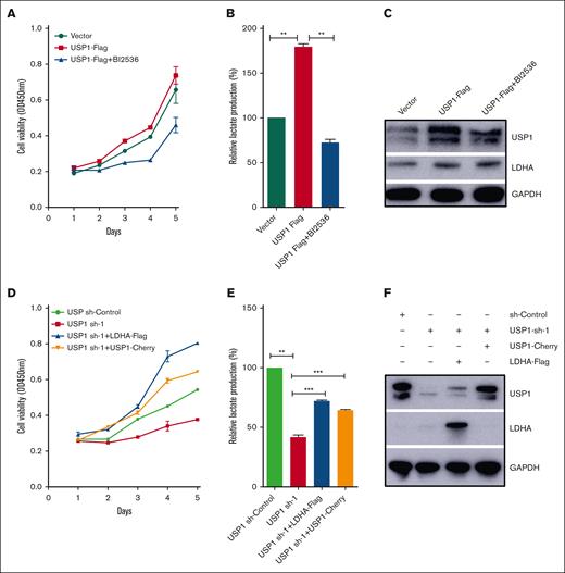 USP1 promotes cell proliferation and glycolysis via PLK1-LDHA axis. (A) Jurkat cells were infected with vector or USP1-flag lentivirus. Then the USP1 overexpression group was treated with BI2536 (30 nM) for 48 hours. CCK-8 was used to assess the cell proliferation. (B) The lactate production was tested. Data are shown as mean ± SD, n = 3. (C) The expression of USP1 and LDHA was measured. (D) Jurkat cells were infected with USP1 sh-control, USP1 sh-1, or cotransduced with LDHA-flag or USP1-cherry lentivirus. Then CCK-8 was used to assess the cell proliferation. (E) Jurkat cells were infected with USP1 sh-control, USP1 sh-1, or cotransduced with LDHA-flag or USP1-cherry lentivirus. The lactate production was tested. Data are shown as mean ± SD, n = 3. ∗∗P < .01, ∗∗∗P < .001. (F) The expression of USP1 and LDHA was measured. OD, optical density.