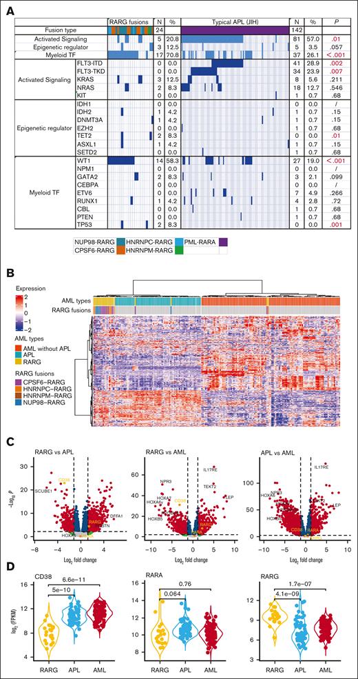 The genomic and transcriptomic landscape of AML with RARG rearrangement. (A) The frequency of concurrent mutation genes profile identified in 24 patients with RARG rearrangement (left) and in 142 patients APL with PML::RARA fusion (right, for comparison). (B) Unsupervised hierarchical clustering identified unique gene expression pattern of RARG rearrangement (RARG). Patients with AML with PML::RARA (APL) and others without RARG or RARA rearrangement are included as comparison. Columns indicate patients with AML and rows represent gene expression levels for each patient. Genes showing overexpression or underexpression in the heatmap are shown in red or blue, respectively. (C-D) Differentially expressed gene (DEG) comparisons between patients with AML with RARG rearrangement (RARG), PML::RARA (APL) and others without RARG or RARA rearrangement (AML). (C) Volcano plots showing DEGs among the 3 subtypes. Most significant DEGs or interested genes are labeled, and CD38, RARA, and RARG are highlighted. (D) The distribution of expression levels for representative genes shown by violin plots. The x-axis indicates the 3 subtypes, whereas the y-axis represents gene expression level (FPKM) in log scale. Each dot corresponds to 1 sample. The significance levels of difference were determined using the Wilcoxon rank-sum test. FPKM, Fragments per kilobase per million. Myeloid TF, myeloid transcription factor.