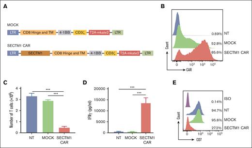SECTM1 CAR expression led to fratricide of CD7+ cells. (A) Schematic presentation of the MOCK and SECTM1 CAR domains. (B) Representative CAR expression of the T cells was detected by flow cytometric on day 3 after transduction, and the percentage of positive cells is presented in the histogram. (C). The number of T cells was counted on day 3 after transduction. (D) IFNγ secreted into the supernatant of transduced T cell culture medium was measured by ELISA on day 3 after transduction. (E) CD7 expression of NT, MOCK, and SECTM1 CAR T cells was measured by flow cytometry on day 3 after transduction. The percentage of positive cells compared with an isotype control (ISO) is presented in the histogram. Data in panels C and D are presented as the mean ± SD of triplicates.