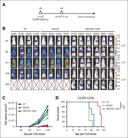 SECTM1 CAR T cells eradicated T-ALL in a mouse xenograft model. (A) Schematic of the experiment timeline. (B) The tumor burden was monitored at different time points by bioluminescence imaging. (C) Quantification of the total radiance in the images shown in panel B. (D) Kaplan-Meier survival curves for all mice.