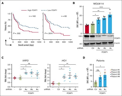 FOXP1 limits oxidative stress of AML cells. (A) Kaplan-Meier survival curves of patients with CN-AML (GSE12417; n = 163) based on FOXP1 gene expression levels, using median expression value cutoff (left) or first and third quartile statistical analysis (right). Log-rank (Mantel-Cox) test was used for statistical significance between groups. (B-C) MOLM-14 or (D) primary human FLT3-ITD AML cells (supplemental Table 3) were transduced with the indicated GFP- and shRNA-encoding lentiviral vector. After 3 days, oxidative stress was assessed in viable GFP+ cells using a DHE probe and flow cytometry (B,D) (n = 4). In parallel, indicated protein (B) (bottom) and RNA transcript (C) (n = 5 or 6) expression levels were analyzed. (BD) Data are expressed as MFI arbitrary unit (a.u); (C) normalized RNA transcript levels were expressed relative to mean level of control shRNA-expressing cells (n = 9); 1 spot represents 1 independent sample from independent experiments. − indicates no vector. Ctl, control shRNA directed against luciferase; MFI, mean fluorescence intensity.