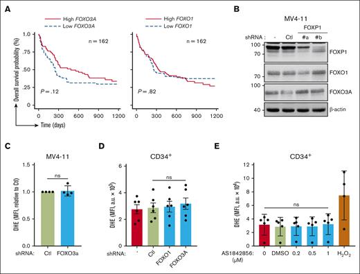 FOXOs have no impact on O2.− levels of HSPCs. (A) Kaplan-Meier survival curves of patients with CN-AML (GSE12417) based on FOXO3 and FOXO1 gene expression levels using median expression value cutoff. Log-rank (Mantel-Cox) test was used to determine statistical significance between groups. (B-C) MV4-11 AML cells were transduced with the indicated GFP- and shRNA-encoding lentiviral vector, or were left untreated (−). After 3 days, (B) protein expression was analyzed via western blot, using the indicated antibodies; β-actin was used as loading control. (C) Alternatively, oxidative stress was assessed in viable GFP+ cells using a DHE probe and flow cytometry. (D-E) CB CD34+ HSPCs were either transduced with the indicated GFP- and shRNA-encoding lentiviral vector and maintained in culture for 3 days (D), or maintained in culture for 3 days and incubated with the indicated drug during the last 18 hours (E). O2.−levels of CD34+ cells were then assessed using a DHE probe and flow cytometry in transduced GFP+ (D) or total (D,E) cells. H2O2 (350 μM) was used as a positive control; data are expressed as MFI (a.u.). H2O2, hydrogen peroxide.