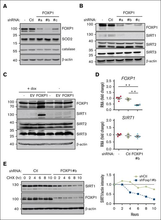 FOXP1 regulates SIRT1 gene expression after transcription. MV4-11 (A-C) or MOLM-14 (D-E) AML cells were transduced with the indicated shRNA- (A-E) or complementary DNA–encoding (C) lentiviral vectors and maintained in culture for 3 days; as indicated, cells were then incubated with cycloheximide for increasing time (E), or with doxycycline for 15 hours (C). (A-C,E) Protein expression was assessed via western blot; β-actin was used as a loading control; as indicated (E) (right), SIRT1 protein expression was quantified, normalized to β-actin level, and expressed relative to levels observed before cycloheximide addition; (D) FOXP1 and SIRT1 RNA levels were assessed via reverse transcription quantitative polymerase chain reaction and expressed relative to mean level of control untransduced (−) cells (n = 4). Ctl, shControl (luciferase); EV, empty vector.