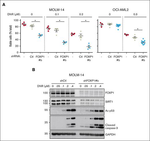 FOXP1 regulates AML cell resistance to chemotherapy. AML cells were transduced or not (−), with control (Ctl) shRNA- or shFOXP1-expressing vector (#b). Daunorubicin (DNR) was added 2 days later for 24 hours; (A) alive cells were identified by flow cytometry forward and side scatter fluorescence and expressed as percentage of total cell events; difference between control shRNA- and shFOXP1#b-expressing cells were analyzed for significance using a Mann-Whitney test (n = 4). (B) Cells were lysed and protein expression was assessed using western blot, with GAPDH as a loading control. GAPDH, glyceraldehyde-3-phosphate dehydrogenase.