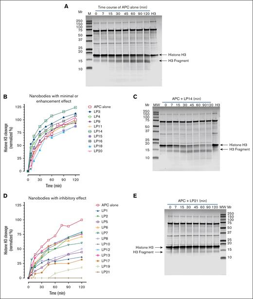 Effect of nanobodies on APC-mediated histone H3 cleavage. APC (50 nM) and anti-APC nanobody (500 nM) were preincubated for 30 minutes. After the incubation, the mixtures were added to histone H3 (100 μg/mL). Over a period of 2 hours, samples were taken at different time points and added to reducing sample buffer for SDS-PAGEs. The 20 kDa molecular marker was used as a reference for normalization between gels. (A) Time course of H3 cleavage by APC in the absence nanobody (representative of 3 experiments). (B) Nine APC-specific nanobodies have minimal effects on APC-mediated H3 cleavage. The percent of H3 cleavage was calculated by normalizing with the H3 band intensity at time = 0 minute: 100% (intensityt=x min/intensityt=0 minute). The 20 kDa molecular weight (MW) marker was used as reference for normalization between gels. (C) SDS-PAGE of the enhancement of H3 cleavage by LP14. (D) Twelve nanobodies inhibited APC-mediated H3 cleavage. (E) SDS-PAGE of the potent inhibition of H3 cleavage by LP21. SDS-PAGE, sodium dodecyl sulfate polyacrylamide gel electrophoresis.