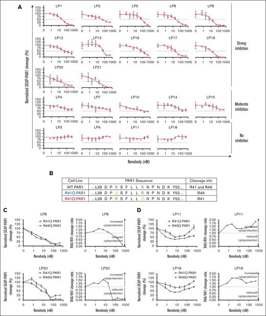 Effect of nanobodies on the APC-mediated cleavage of SEAP-PAR1. (A) APC and nanobodies were added to HEK293 cells expressing SEAP-PAR1 and endothelial protein C receptor. Nanobodies were found to modulate PAR1 cleavage to different degrees. LP8, LP17, LP19, and LP21 showed the most potent inhibition. In contrast, LP3, LP9, LP11, and LP18 showed minimal inhibition of APC-mediated PAR1 cleavage even at the highest concentration of 500 nM (n = 3 independent experiments). PAR1 cleavage were expressed as the percentage of the total SEAP activity present on the cells vs background. (B) R41Q-SEAP-PAR1 and R46Q-SEAP-PAR1 cell line designs used to evaluate the cleavage pattern of APC (50 nM) at R46 and R41, respectively, in the presence of cleavage-inhibiting and cleavage-sparing nanobodies. (C) PAR1 cleavage-inhibiting nanobodies, LP8 and LP20, inhibited the cleavage at both R46 and R41 sites by APC in a dose-dependent manner. At high concentrations of LP8 and LP20, the cleavage ratio shifted to below 1, a less cytoprotective PAR1 cleavage profile (n = 3 independent experiments). (D) PAR1 cleavage-sparing nanobodies LP11 and LP18 induced a curvilinear cleavage response at both R46 and R41. The R46 to R41 cleavage ratios were above 1 for the entire concentration range of the assay, suggesting LP11 and LP18 may enhance cytoprotection by APC (n = 3 independent experiments).