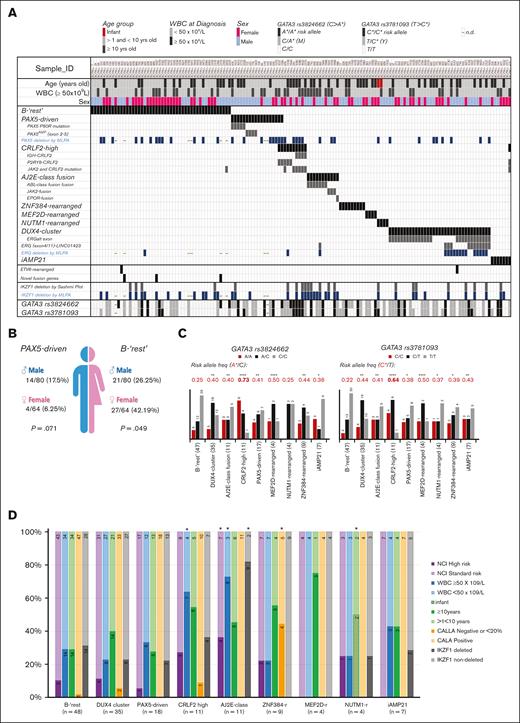 Frequencies and associations of the molecular subgroups of B-other ALL. (A) Graphical overview of the molecular subgroups, demography, and clinical characteristics of the 144 B-other ALL cases. Subgroups were clustered based on the recurrent genetic abnormalities defined by fusion transcripts, gene-expression profile, and point mutations, as identified by using the TruSight Pan-Cancer targeted RNA sequencing. Each column represents a single patient. A single PAX5-JAK2 was grouped with JAK2-rearranged cases. Three CRLF2-high cases also grouped with the PAX5-driven (2 cases) or iAMP21 (1 case) groups. GATA3 analysis was performed in only 142 cases and MLPA in 136 of 144 B-other cases. (B) Gender biases observed in B-rest and the PAX5-driven subgroups of B-other ALL. (C and D) Associations between the molecular subgroups of B-other ALL and the different prognostic factors at diagnosis; (C) the GATA3 risk alleles are C for rs3781093 and A for rs3824662. GATA3 allele frequencies were compared with the frequencies of 1171 admixed individuals from São Paulo (Brazil) by the Fisher test (risk allele frequency for rs3781093 was 0.221; and for rs3824662 was 0.218), ∗P < .05; ∗∗P < .005; ∗∗∗∗P < .0001; (D) stacked bar chart showing the frequency of each patient’s demographic information by subgroup. Comparisons were made by the Fisher test followed by Monte Carlo correction, ∗P < .05 (supplemental Table 7). Numbers inside bars represent absolute numbers of cases. WBC, white blood cell; AJ2E, group of ABL-, JAK2-, and EPOR-fusion cases.