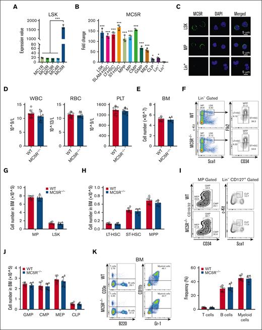 MC5R is abundantly enriched in HSPCs but dispensable for steady-state hematopoiesis. (A) Expression value of MC1R, MC2R, MC3R, MC4R, and MC5R in LSKs sorted from healthy WT mice (n = 3). The data were obtained from our previous study (GSE173291). (B) qRT-PCR analysis of MC5R expression in LSKs, SLAM-HSCs, long-term HSCs (LT-HSCs), short-term HSCs (ST-HSCs), multipotent progenitors (MPPs), myeloid progenitors (MPs), common myeloid progenitors (CMPs), granulocyte monocyte progenitors (GMPs), megakaryocyte erythroid progenitors (MEPs), common lymphoid progenitors (CLPs), Lineage– (Lin–) cells, and Lin+ cells sorted from the BM of healthy WT mice (n = 3). The relative expression of MC5R was compared with that in Lin+ cells. (C) Representative immunofluorescence plots showing MC5R expression in LSKs, MPs, and Lin+ cells sorted from the BM of helathy WT mice. (D) WBC, RBC, and PLT counts in the PB of WT and MC5R–/– mice (n = 9). (E) The total number of BM cells in WT and MC5R–/– mice (n = 6). (F) Representative flow cytometric plots showing the percentages of MPs, LSKs, LT-HSCs, ST-HSCs, and MPPs in the BM of WT and MC5R–/– mice. (G) The number of MPs and LSKs in the BM of WT and MC5R–/– mice (n = 6). (H) The number of LT-HSCs, ST-HSCs, and MPPs in the BM of WT and MC5R–/– mice (n = 6). (I) Representative flow cytometric plots showing the percentage of MEPs, CMPs, GMPs, and CLPs in the BM of WT and MC5R–/– mice. (J) The number of GMPs, CMPs, MEPs, and CLPs in the BM of WT and MC5R–/– mice (n = 6). (K) Flow cytometric analysis of the percentage of T, B, and myeloid cells in the BM of WT and MC5R–/–v mice (n = 6). Representative flow cytometric plots (left). (A,B) One-way ANOVA with Tukey multiple comparisons test; (D,E,G,H,J,K) unpaired t test (two-tailed). ∗P < .05; ∗∗∗P < .001. ANOVA, analysis of variance; PLT, platelet; RBC, red blood cell; WBC, white blood cell.