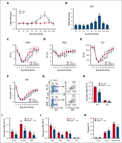 MC5R deficiency aggravates myelosuppression after radiation injury. (A) Enzyme-linked immunosorbent assay of α-MSH level in the BM supernatant of WT mice at the indicated time after 5.0 Gy total body irradiation (TBI) (n = 5). Unirradiated WT mice were used as controls (n = 5). (B) qRT-PCR analysis of MC5R expression in LSKs sorted from the BM of WT mice at the indicated time after 5.0 Gy TBI (n = 3). The relative expression of MC5R was compared with that at 0 hour. (C-E) The counts of (C) WBC, (D) RBC, and (E) PLT in the PB of WT and MC5R–/– mice at the indicated time after 5.0 Gy TBI (n = 9). (F) Total number of BM cells in WT and MC5R–/– mice at the indicated time after 5.0 Gy TBI (n = 6). (G) Representative flow cytometric plots showing the percentages of MPs, LSKs, LT-HSCs, ST-HSCs, and MPPs in the BM of WT and MC5R–/– mice 15 days after 5.0 Gy TBI. (H) The numbers of MPs and LSKs in the BM of WT and MC5R–/– mice 15 days after 5.0 Gy TBI (n = 6). (I) The number of LT-HSCs, ST-HSCs, and MPPs in the BM of WT and MC5R–/– mice 15 days after 5.0 Gy TBI (n = 6). (J) The number of MEPs, CMPs, GMPs, and CLPs in the BM of WT and MC5R–/– mice 15 days after 5.0 Gy TBI (n = 6). (K) Flow cytometric analysis of the percentages of T cells, B cells, and myeloid cells in the BM of WT and MC5R-/- mice 15 days after 5.0 Gy TBI (n = 6). (A,B) one-way ANOVA with Tukey multiple comparisons test; (C-F,H-K) unpaired t test (two-tailed). ∗P < .05; ∗∗P < .01; ∗∗∗P < .001. Con, control; IR, irradiation.