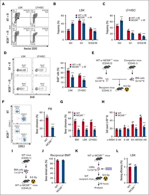 Loss of MC5R compromises proliferation and reconstitution ability of HSCs. (A-C) Flow cytometric analysis of the cell cycle distribution of (B) LSKs and (C) LT-HSCs in the BM of WT and MC5R–/– mice 15 days after 5.0 Gy TBI (n = 6). Representative flow cytometric plots are shown (A). (D) Flow cytometric analysis of the percentage of BrdU+ cells in LSKs and LT-HSCs from the BM of WT and MC5R–/– mice 15 days after 5.0 Gy TBI (n = 6). Representative flow cytometric plots (left). (E-G) A total of 5 × 103 LSKs obtained from the BM of WT and MC5R–/– mice (CD45.2) were mixed with 5 × 105 CD45.1 BM cells and transplanted into lethally irradiated CD45.1 recipient mice. (E) The scheme of competitive BMT. (F) Flow cytometric analysis of the percentage of donor-derived cells in the PB of recipient mice 16 weeks after transplantation (n = 6). Representative flow cytometric plots (left). (G) Chimerism levels of BM, LSKs, and LT-HSCs in recipient mice at 16 weeks after transplantation (n = 6). (H) LSKs sorted from the BM of WT and MC5R–/– mice were cultured in the presence of different concentrations of α-MSH (0, 5, 50, or 500 nM). The total cell counts in the medium were counted 7 days after culture (n = 6). (I,J) A total of 1 × 106 CD45.1 BM cells were transplanted into lethally irradiated WT or MC5R–/– recipient mice (CD45.2). (I) The scheme of reciprocal BMT. (J) Flow cytometric analysis of the percentage of donor-derived cells in the PB of recipient mice at 16 weeks after transplantation (n = 6). (K,L) A total of 2 × 105 LSKs obtained from the BM of WT and MC5R–/– mice were labeled with CFSE and transplanted into lethally irradiated WT recipient mice. The percentage of CFSE+ cells in the BM of recipient mice 16 hours after transplantation was detected using flow cytometry. (K) The scheme of homing assay. (L) The homing efficiency of WT and MC5R–/– LSKs (n = 6). (B-D,F-H, J,L) unpaired t test (two-tailed). ∗P < .05; ∗∗P < .01; ∗∗∗P < .001. CFSE, 5(6)-carboxyfluorescein diacetate succinimidyl ester.