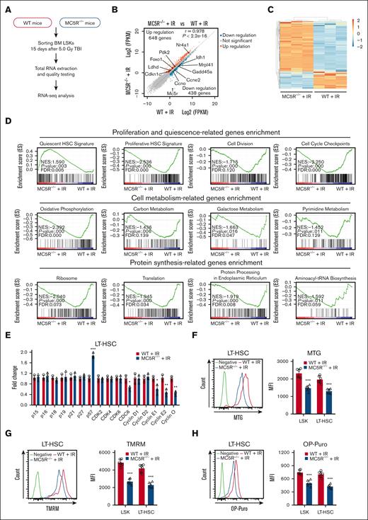 MC5R deletion significantly alters cell cycle-associated transcriptional profile in HSPCs following irradiation exposure. (A-C) LSKs sorted from the BM of WT and MC5R–/– mice 15 days after 5.0 Gy TBI were subjected to RNA-seq analysis (n = 3). Those with a fold change >1.5 and P-value < .05 were defined as differentially expressed genes (DEGs). (A) Experimental scheme. (B) Scatter plot showing DEGs in the LSKs from the BM of irradiated WT and MC5R–/– mice. Representative DEGs are indicated. (C) Heatmap of significantly changed genes in LSKs from the BM of irradiated WT and MC5R–/– mice. (D) GSEA of the RNA-seq data showing proliferation- and quiescence-associated enrichment, cell metabolism-associated enrichment, and protein synthesis-associated enrichment in LSKs from irradiated WT and MC5R–/– mice. (E) qRT-PCR analysis of the relative expression of cell cycle-associated genes in LT-HSCs sorted from the BM of WT and MC5R–/– mice 15 days after 5.0 Gy TBI (n = 3). (F) Flow cytometric analysis of mitochondrial mass in LSKs and LT-HSCs from the BM of WT and MC5R–/– mice 15 days after 5.0 Gy TBI using MitoTracker Green staining (n = 6). Representative flow cytometric plots (left). (G) Flow cytometric analysis of mitochondrial membrane potential in LSKs and LT-HSCs from the BM of WT and MC5R–/– mice 15 days after 5.0 Gy TBI by tetramethylrhodamine methyl ester (TMRM) staining (n = 6). (H) Flow cytometric analysis of the protein synthesis rate in LSKs and LT-HSCs from the BM of WT and MC5R–/– mice 15 days after 5.0 Gy TBI by O-propargyl-puromycin (OP-Puro) incorporation analysis (n = 6). Representative flow cytometric plots are shown in the left. (E-H) Unpaired t test (two-tailed). ∗P < .05; ∗∗P < .01; ∗∗∗P < .001. MFI, mean fluorescence intensity.