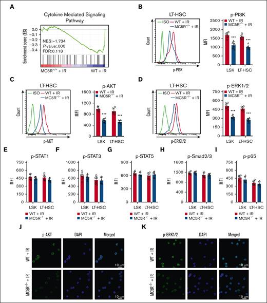 MC5R regulates HSPC proliferation via the PI3K/AKT and MAPK pathways. (A) GSEA of RNA-seq data showing cytokine signaling-associated enrichment in LSKs from irradiated WT and MC5R–/– mice. (B-D) Flow cytometric analysis of the expression of (B) p-PI3K, (C) p-AKT, and (D) p-ERK1/2 in LSKs and LT-HSCs from the BM of WT and MC5R-/- mice 15 days after 5.0 Gy TBI (n = 6). Representative flow cytometric plots (left). (E-I) Flow cytometric analysis of the expression of (E) p-STAT1, (F) p-STAT3, (G) p-STAT5, (H) p-Smad2/3, and (I) p-p65 in LSKs and LT-HSCs in the BM of WT and MC5R–/– mice 15 days after 5.0 Gy TBI (n = 6). (J,K) Representative immunofluorescence plots showing (J) p-AKT and (K) p-ERK1/2 expression in LSKs sorted from the BM of WT and MC5R–/– mice at 15 days after 5.0 Gy TBI. (B-I) unpaired t test (two-tailed). ∗∗∗P < .001.