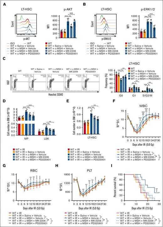 Melanocortin/MC5R axis promotes hematopoietic regeneration in irradiated mice. (A,B) Flow cytometric analysis of the expression of (A) p-AKT and (B) p-ERK1/2 in LT-HSCs from the BM of WT mice treated with saline or α-MSH, along with vehicle, AKT inhibitor MK-2206, or ERK1/2 inhibitor PD325901 (n = 6). (C) Cell cycle analysis of LT-HSCs from the BM of WT mice treated with saline or α-MSH along with vehicle, MK-2206, or PD325901 (n = 6). (D,E) The number of (D) MPs, LSKs, and (E) LT-HSCs from the BM of WT mice treated with saline or α-MSH, along with vehicle, MK-2206, or PD325901, 15 days after 5.0 Gy TBI (n = 6). (F-H) The counts of (F) WBC, (G) RBC, and (H) PLT in the PB of WT mice treated with saline or α-MSH, along with vehicle, MK-2206, or PD325901, at the indicated time after 5.0 Gy TBI (n = 10). (I) The survival rates of WT mice treated with saline or α-MSH, along with vehicle, MK-2206, or PD325901, after 7.5 Gy TBI (n = 10). (A-H) One-way ANOVA with Tukey multiple comparisons test; (I) Log-rank test. ∗P < .05; ∗∗P < .01; ∗∗∗P < .001; #P < .05; ##P < .01; †P < .05; ††P < .01. NS, not significant.