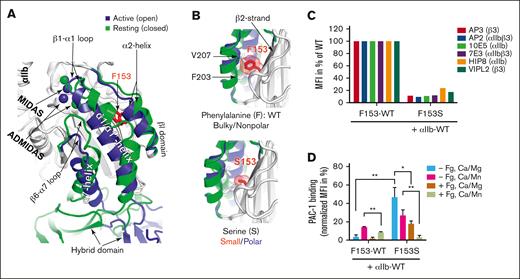 The F153Sβ3 mutation exerts functional effect on αIIbβ3 surface expression and ligand binding. (A) Superimposition of crystal structures of normal αIIbF153β3 globular head region, highlighting the structural changes of β3 I domain from resting (in green) to active state (in blue). The metal ions of MIDAS and ADMIDAS are shown as spheres. The red side chain localizes 153aa in the core of βI-domain in the central part of β-sheet number 2, which is underneath the α2-helix. An inward movement of α2-helix is noted along with the inward movement of β1-α1 loop and α1/α1′-helix, and the downward movement of β6-α7 loop and α7-helix. The structural comparison was made using PDB 2vdo and 3fcs with PyMol. (B) In silico mutagenesis of F153β3. The hydrophobic interaction between F153 and the residues V207 and F203 of α2-helix in the WT form is shown (top). The S153 mutation losses the bulky hydrophobic contact with the α2-helix is shown (bottom). The F153S mutation may render αIIbβ3 constitutively active by facilitating an unrestricted inward movement of α2- and α1-helices during the conformational transition of the β3 integrin from a resting to an active state, because bulky/nonpolar to small/polar amino acid side chain provide space for structural change to facilitate increased movement. Enlarged images of the β2-strand βI-domain also predict the effect on Van der Waal force (red cloud) resulting from the change in structure of the β3 153aa side-chain going from bulky F to small S. Changes induced by F153Sβ3 are depicted in the smaller and hydrophilic serine residue, which also may introduce disorganization by permitting entrance of water molecules that may competitively form H-bonds with oxygen atoms or NH2-groups of constituent amino acid of the core and disrupt structure. In silico mutagenesis were made in PyMol using PDB 2vdo and 3fcs. (C) Immunofluorescent cytometric analysis detection of level of cell surface expression of αIIbβ3 using distinct mAbs: 10E5 and HIP8 specific for αIIb, AP3 and VIPL2 recognizing β3, and AP2 and 7E3 against the αIIbβ3 complex. Integrin αIIb and F153β3 or S153β3 subunits plus GFP were cotransfected into HEK293FT cells. Harvested cells were incubated with indicated mAb and then GFP+ cells were analyzed for MFI of mAb binding on the cell surface via immunocytometry. The S153β3 mutant is observed to be expressed at ∼10% to 20% of F153β3 (WT). Data are presented as percent of WT control, MFI arbitrarily set at 100% (n = 3). (D) Measurement of αIIb-F153Sβ3 ability to bind activation-dependent mAb “PAC-1” in the absence (−Fg) or presence (+Fg) of unlabeled fibrinogen. αIIb and F153β3 or S153β3 subunits were cotransfected into HEK293FT cells and harvested cells then incubated with or without unlabeled fibrinogen in the presence of Ca2+/Mg2+ (Ca/Mg) or an extracellular αIIbβ3 agonist Ca2+/Mn2+ (Ca/Mn) before the addition of PAC-1. Integrin-positive cells were analyzed for PAC-1 MFI binding. The bar graph demonstrates PAC-1 binding that was normalized to the total MFI in percent of each form of F153β3 or S153β3 expression in panel C . Data are presented as MFI in percentage + SEM (n ≥ 3) and unpaired 2-tailed Student t test was performed to compare the mutants with WT under the same condition or as indicated. ∗P < .05, ∗∗P < .01.