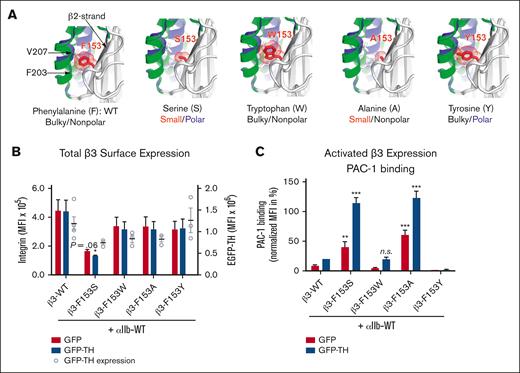 Expression analysis of several mutants suggests that 153aa of β3 with a bulky aromatic and nonpolar structure can maintain normal integrin expression and function. (A) In silico mutagenesis of F153β3 with small and bulky amino acid shows the space filling effect of the sidechain volumes. The F153S and F153A mutations may render αIIbβ3 constitutively active by facilitating an unrestricted inward movement of α2-helix during the conformational transition of the β3 integrin from a resting to an active state, whereas the F153W and F153Y may limit such movement. In silico mutagenesis were made in PyMol using PDB 2vdo and 3fcs. The resting and active conformations of α2-helix are highlighted in green and blue, respectively. (B) Immunofluorescent cytometric analysis to quantitate MFI expression levels of transgenic mutant β3-integrin on the surface of HEK293FT. Integrin αIIb and mutated β3 subunits plus GFP or GFP-TH (talin-head integrin activation construct) were cotransfected into HEK293FT cells. Harvested cells were then labeled with an anti-β3 mAb (AP3). GFP immunofluorescence was used as a control for transfection efficiency and integrin double-positive cells were analyzed for their MFI of either AP3 or GFP by immunocytometry. Results show that there is a significant reduction in the cell surface integrin expression of GT mutation (β3-F153S) compared with the WT control (β3-WT) whereas there is no statistical significance in total β3 surface expression between the WT and the other β3 variants (F153W, F153A, and F153Y). Data are presented as mean MFI + SEM (n ≥ 3) and unpaired 2-tailed Student t test was performed to compare the mutants with WT under the same condition or as indicated (P = .06). (C) Maximum integrin activity after stimulation with GFP-TH is detected by the binding of PAC-1, which is specific for the active conformation of αIIbβ3. Integrin αIIb and indicated β3 subunits plus GFP or GFP-TH are cotransfected into HEK293FT cells. Integrin and GFP double-positive cells were analyzed for the PAC-1 binding via immunocytometry. PAC-1 binding was quantified and normalized to the total integrin expression showing that (1) bulky aromatic, nonpolar (F,W) are activated identically; (2) bulky aromatic polar (Y) activation is negatively disrupted; and (3) small, polar and nonpolar side-chains (S,A) place αIIbβ3 in a constitutively activate confirmation without (red bar) or with (blue bar) talin head domain present. PAC-1 binding is normalized to the total integrin expression. Data are presented as MFI in percentage + SEM (n ≥ 3) and unpaired 2-tailed Student t test was performed to compare the mutants with WT under the same condition or as indicated. ∗P < .05, ∗∗P < .01, ∗∗∗P < .001. n.s., not significant.