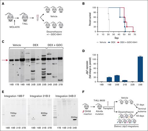 DEX treatment extends the survival of recipients of T-ALL 8633 and results in the emergence of resistant subclones with diverse Jdp2 integrations. (A) Overview of T-ALL generation in mice infected with the MOL4070 retrovirus and subsequent transplantation and treatment of primary leukemia cells. (B) Kaplan-Meier survival analysis of T-ALL 8633 treated with vehicle (n = 4), DEX (n = 5) or DEX/GDC-0941 (n = 5) (vehicle vs DEX, P < .005; vehicle vs DEX/GDC-0941, P < .005; DEX vs DEX/GDC-0941, P > .05). (C) Southern blot showing patterns of MOL4070 integrations in genomic DNA extracted from leukemia cells harvested from individual moribund recipients of T-ALL 8633 at relapse, after treatment with vehicle, DEX, or DEX/GDC-0941. The arrow highlights the integration observed across all clones, which likely represents Olfr56 (see supplemental Table 1). (D) Jdp2 mRNA expression in parental/vehicle-treated (18B) leukemia 8633 and leukemias isolated from the 5 recipient mice treated with DEX at relapse (19B-23B). Error bars represent the standard deviation of technical triplicates. 22B is the only DEX-treated 8633 subclone without 1 or more Jdp2 integrations. (E) PCR amplification of unique host/virus DNA junction fragments detected by shotgun cloning in relapsed clones 19B, 21B, and 24B based on the data shown in supplemental Table 1. PCR products of the predicted sizes were only amplified from 19B (left), 21B (middle), and 24B (right) using primer pairs specific for each respective integration, which were sequence verified, as shown in supplementary Figs. 1 and 2. The asterisk in the middle panel indicates a background amplification product in 18B, which does not contain the junction fragment observed in 21B. (F) Schematic of the clonal evolution observed in murine RIM-induced leukemogenesis and preclinical trials. Molecular analysis of T-ALL 8633 revealed the same Olfr56 retoviral integration (red lightening bolt, arrow in Figure 1C and supplemental Table 1) and somatic Kdm6a mutation in all vehicle- and DEX-treated leukemias. After treatment with DEX, which significantly prolonged survival (Figure 1B), relapsed leukemia exhibited clonal evolution on Southern blots (Figure 1C) with distinct Jdp2 integrations (colored lightening bolts) that were likely acquired during in vivo treatment (Figure 1E).