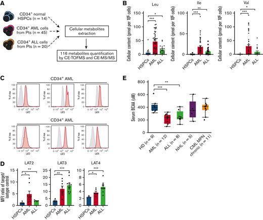 Human acute leukemia cells actively transport and use BCAA. (A) The schema for the cellular metabolite quantification. (B) Cellular content of each BCAA in normal CD34+ HSPCs, AML cells, and ALL cells. (C) Representative fluorescence-activated cell sorting (FACS) data for the expression of BCAA transporters, including large neutral amino acid transporter 2 (LAT2), LAT3, and LAT4 in primary CD34+ AML (upper panels) and CD34+ ALL cells (lower panels). Gray and red lines represent isotype control and anti-LAT antibodies, respectively. (D) Quantification of LAT2, LAT3, and LAT4 proteins in normal and leukemic CD34+ cells using the mean fluorescent intensity (MFI) ratio between the target and the isotype control. (E) Quantification of serum BCAA concentration in HDs and patients with hematologic malignancies, including AML, ALL, non-Hodgkin lymphoma, and CML/myeloproliferative neoplasms chronic phase. Notably, patients with AML and patients with ALL had significantly decreased levels. ∗P < .05, ∗∗P < .01, ∗∗∗P < .001, panels B and D, mean ± standard error of the mean (SEM). Max, maximum; pt, patient.