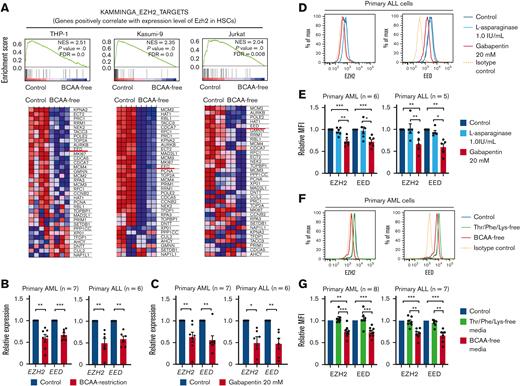 The BCAA metabolism activity is required for the maintenance of core PRC2 components, including EZH2 and EED in human acute leukemia. (A) Enrichment plots of genes positively regulated by EZH2 in HSCs (KAMMINGA_EZH2_TARGETS) from THP-1, Kasumi-9, and Jurkat cells cultured in control or BCAA-free DMEM/F12 media supplemented with 10% FBS (upper panels). Heat map for the expression of HSC-related EZH2-target genes in THP-1, Kasumi-9, and Jurkat cells (lower panels). (B) Quantitative real-time PCR analysis of EZH2 and EED messenger RNA (mRNA) in primary CD34+ AML cells (n = 7) and CD34+ ALL cells (n = 6) cultured in control or BCAA-free media supplemented with 10% FBS for 48 hours. Relative expression of control samples is adjusted to 1.0. (C) Quantitative real-time PCR analysis of EZH2 and EED mRNA in primary CD34+ AML cells (n = 7) and CD34+ ALL cells (n = 6) treated with or without 20 mM of gabapentin for 24 hours. (D) A representative result of intracellular FCM analysis for quantification of EZH2 and EED levels in primary ALL cells treated with 1.0 IU/ml of L-asparaginase or 20mM of gabapentin for 24h. (E) Summary of the intracellular FCM analysis of EZH2 and EED levels in primary AML cells (n = 6) and ALL cells (n = 5) treated with L-asparaginase or gabapentin. The MFI of the control sample is set to 1.0. (F) A representative result of intracellular FCM analysis to quantify EZH2 and EED levels in AML cells cultured in Thr/Phe/Lys-free or BCAA-free media supplemented with 10% FBS for 48h. (G) Summary of the intracellular FCM analysis of EZH2 and EED levels in primary AML cells (n = 8) and ALL cells (n = 7) cultured in the control, the Thr/Phe/Lys-free, and the BCAA-free media supplemented with 10% FBS for 24 to 48 hours. The MFI of the control sample is set to 1.0. ∗P < .05, ∗∗P < .01, ∗∗∗P < .001, panels B, C, E, and G, mean ± SEM. EED, embryonic ectoderm development.