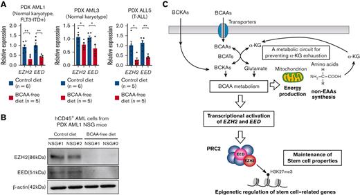 The BCAA metabolism maintains transcription of EZH2 and EED in human primary acute leukemia in vivo. (A) Quantitative real-time PCR analysis of EZH2 and EED transcription in primary AML and ALL cells in NSG mice fed the control and BCAA-free diet. Results of 3 independent xenotransplantation experiments using cells from 3 patients (PDX AML1, PDX AML3, and PDX ALL5) are shown. (B) Representative results of EED and EZH2 protein levels in hCD45+ cells purified from the NSG mice fed the control diet (n = 2) or BCAA-free diet (n = 2). (C) The schematic summary of the role of BCAA metabolism in human leukemias. Leukemia cells express LAT transporters to uptake BCAA. The BCAA catabolism generates critical substrates for the OXPHOS pathway to provide energy and for the non-EAA pathway to synthesize proteins. α-KG is a resultant product of both pathways. Although α-KG is used at the stage of BCAA to BCKA catabolism, both pathways produce α-KG to prevent decrease in the cellular α-KG level or even to increase its level in leukemia cells. The BCAA metabolism is required for the PRC2 function to maintain stemness in leukemia cells, at least through stimulating EZH2 and EED transcription. ∗P < .05, ∗∗P < .01, panel A, mean ± SEM.
