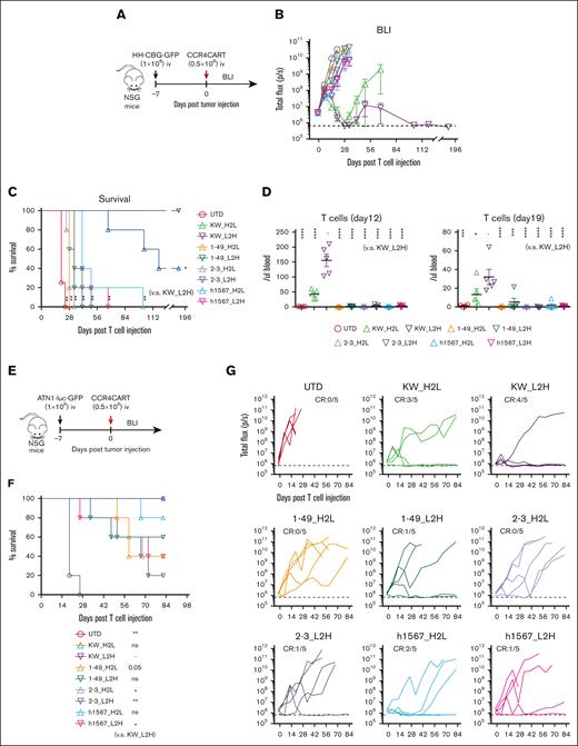 CCR4-CAR (KW_L2H) cures ATN-1 and HH cell xenograft mice and induces superior T-cell engraftment. (A) Schematic representation of the experiment. NSG mice were intravenously inoculated with 1 × 106 HH cells expressing the click beetle luciferase (HH-CGB-GFP). Engrafted tumors were intravenously treated with either 0.5 × 106 CCR4-CAR–positive T cells or untransduced T cells 7 days after tumor cell inoculation. (B) Overall kinetics of tumor burden by BLI. The dashed line represents the background level of photons determined by imaging tumor-free mice. Dots and bars represent the mean and SEM (n = 4 for the UTD group and n = 5 for the other groups). (C) Survival curve obtained using the Kaplan-Meier method. ∗P < .05; ∗∗P < .01; ns, not significant (vs KW_L2H group) using the log-rank test. (D) T-cell count of peripheral blood on days 12 and 19 by FCM. ∗P < .05; ∗∗P < .01; ∗∗∗P < .001; ∗∗∗∗P < .0001. (E) Schematic representation of the experiment. The NSG mice were intravenously inoculated with 1 × 106 ATN-1 cells expressing firefly luciferase (ATN1-luc-GFP). Engrafted tumors were intravenously treated with either 0.5 × 106 CCR4-CAR–positive T cells or untransduced T cells 7 days after tumor cell inoculation. (F) Survival curve using the Kaplan-Meier method. ∗P < .05; ∗∗P < .01; ns, not significant (vs KW_L2H group) using the log-rank test. (G) Kinetics of tumor burden using BLI. The dashed line represents the background level of photons determined by imaging tumor-free mice. The lines indicate the individual data from each mouse.