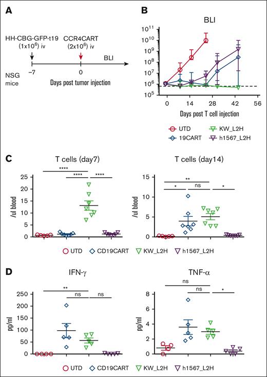 CCR4-CAR (KW_L2H) induces comparable antitumor efficacy to CD19-CAR in NSG mice engrafted with HH expressing CD19 (HH-CBG-GFP-t19). (A) Schematic representation of the experiment. NSG mice were intravenously inoculated with 1 × 106 HH cells expressing luciferase and truncated CD19 (HH-CGB-GFP-t19). Engrafted tumors were intravenously treated with either 2 × 106 CCR4-CAR–positive T cells or UTD T cells 7 days after tumor cell inoculation. (B) Overall kinetics of the tumor burden by BLI. The dashed line represents the background level of photons determined by imaging tumor-free mice. Dots and bars represent the mean and SEM (n = 5 for the UTD group and n = 7 for the other groups). The data are representative of 2 experiments from 2 donors. (C) T-cell counts in peripheral blood on days 7 and 14. Peripheral blood was analyzed for T-cell counts on days 7 and 14 by FCM using counting beads. Bars represent the mean and SEM (n = 5 for the UTD group and n = 7 for the other groups). The data are representative of 2 experiments from 2 donors. (D) Cytokine levels of serum on day 6. Serum was collected from mouse whole blood at day 6 using the same experimental schedule as described in panels A-C. Cytokines were analyzed using high-sensitivity LUMINEX assay. Bars represent the mean and SEM (n = 4 for the UTD group and n = 5 for the other groups). ∗P < .05; ∗∗P < .01; ∗∗∗∗P < .0001 by 1-way ANOVA with Tukey’s post hoc test. ns, not significant.