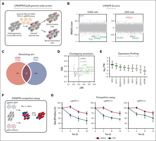 CRISPR screening identifies MPC1 as a modulator of BTZ response in MM cells. (A) Schematic of our CRISPR-based genome-wide screening pipeline developed in MM cells. (B) Representation of the CRISPR-based dropout screen performed in U266 and JJN3 cells in the presence of BTZ (IC25). Genes are represented in alphabetically order with their respective MAGeCK β-score. (C) Overlapping genes from U266 and JJN3 sensitizing arms (MAGeCK β ≤ −0.2). (D) Representation of the overlapping sensitizers identified in panel C with their respective MAGeCK β-score in JJN3 cell line (x-axis) and U266 cell line (y-axis). (E) Expression analysis of the 75 overlapping sensitizers in the MMRF CoMMpass database (n = 921). The top 9 most-expressed genes are represented in this panel. (F) Competitive growth assay in the presence or absence of BTZ (3 nM) or DMSO (vehicle) in U266 cells. Data are represented as the ratio of BFP:mCherry+ ± standard error of the mean, normalized to day 0 (3 different sgRNAs; n = 3). Significance was determined using two-way ANOVA followed by a Sidak test. ∗P ≤ .05; ∗∗P ≤ .01; ∗∗∗P ≤ .005. ANOVA, analysis of variance; BFP, blue fluorescent protein.