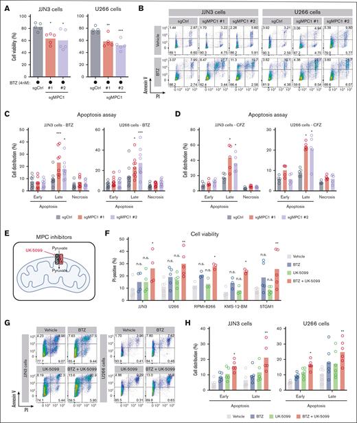 Targeting the MPC complex exacerbates BTZ-induced apoptosis of MM cells. (A) JJN3 and U266 cells were treated with BTZ (4 nM) for 48 hours, followed by an assessment of cell viability via PI staining (n = 5). Significance was determined using one-way ANOVA followed by a Dunnett test. ∗P ≤ .05; ∗∗P ≤ .005; ∗∗∗P ≤ .005. (B) Representative flow cytometry analysis of JJN3 and U266 cells treated with either DMSO or BTZ (4 nM) for 48 hours and stained with annexin-V/PI. (C) Representation of the annexin-V/PI analysis displayed in panel B for both JJN3 (n = 8) and U266 cells (n = 9). Significance was determined using two-way ANOVA followed by a Dunnett test. ∗P ≤ .05; ∗∗∗P < .0001. (D) Similar to panel C, except that BTZ was replaced by CFZ (4 nM) for both JJN3 (n = 5) and U266 cells (n = 5). Significance was determined using two-way ANOVA followed by a Dunnett test. ∗P ≤ .0005. (E) Schematic representing UK-5099 inhibiting pyruvate entry into the mitochondrial matrix via MPC1 and MPC2. (F) JJN3 (n = 4), U266 (n = 5), RPMI-8266 (n = 3), KMS-12-BM (n = 3), and 5TGM1 cells (n = 5) were treated with BTZ (3 nM) and UK-5099 (10 μM) for 48 hours, followed by an assessment of cell viability via PI. Significance was determined using two-way ANOVA followed by a Dunnett test. ∗P ≤ .05; ∗∗P ≤ .005. (G) Representative flow cytometry analysis of JJN3 and U266 cells treated with either BTZ (3 nM) and UK-5099 (10 μM) for 48 hours and stained with annexin-V/PI. (H) Representation of the annexin-V/PI analysis displayed in panel G for both JJN3 (n = 5) and U266 cells (n = 6). Significance was determined using two-way ANOVA followed by a Dunnett test. ∗P ≤ .05; ∗∗P ≤ .005.