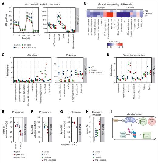 Lack of mitochondrial pyruvate import alters glutamine metabolism and BTZ-driven proteasomal inhibition in MM cells. (A) OCR plot and metabolic parameters of U266 cells treated with the indicated drugs: BTZ (3 nM), UK-5099 (10 μM), or the combination. Significance was determined using two-way ANOVA followed by a Dunnett test. ∗P ≤ .05; ∗∗P ≤ .005; ∗∗∗P < .0001. (B) LC-MS results of glycolysis and the TCA cycle of monotherapies and combinatorial therapies relative to vehicle control U266 cells (n = 3). U266 cells were treated with BTZ (3 nM), UK-5099 (10 μM), or a combination for 24 hours. (C) Representation of data shown in panel B. Significance was determined using two-way ANOVA followed by a Dunnett test. ∗P ≤ .05; ∗∗P ≤ .005; ∗∗∗P < .0001. (D) Representation of LC-MS data presented in panel B with a focus on glutamine metabolism and its associated nonessential amino acids. Significance was determined using two-way ANOVA followed by a Dunnett test. ∗P ≤ .05; ∗∗P ≤ .005; ∗∗∗P < .0001. (E) Chymotrypsin-like proteasome activity was monitored in control (sgCtrl) or MPC1-knockout (sgMPC1 #1 and #2) U266 cells in the presence or absence (vehicle) of BTZ (3 nM) (n = 3). Significance was determined using two-way ANOVA followed by a Dunnett test. ∗P ≤ .05; ∗∗P ≤ .005. (F) Similar to panel E, except that U266 cells were treated with either vehicle, BTZ (3 nM), UK-5099 (10 μM), or the combination (n = 3). Significance was determined by two-way ANOVA followed by a Dunnett test. ∗P ≤ .05; ∗∗P ≤ .005; ∗∗∗P < .0001. (G) Similar to panel E, except that glutamine was depleted from the media of U266 cells (basal concentration: 2 mM) (n = 3). Significance was determined using two-way ANOVA followed by a Dunnett test; ∗ P < .0001. (H) U266 cells were treated with BTZ (3 nM) and the glutaminase inhibitor CB-839 (5 μM) for 48 hours, followed by an assessment of cell viability via PI. Significance was determined using two-way ANOVA followed by a Dunnett test. ∗P ≤ .005; ∗∗P ≤ .0001. (I) Schematic representing link between the MPC complex, the metabolic rewiring induced its inhibition, and the proteasomal capacity of MM cells.