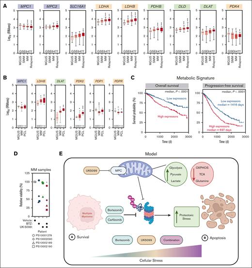 Pyruvate metabolism has prognostic potential for patients with MM. (A) Expression profiling of genes related to pyruvate metabolism at different stages of MM: MGUS (n = 22), SMM (n = 24), MM (n = 73), and relapsed MM (n = 28). Significance was determined using two-way ANOVA followed by a Dunnett test. ∗P ≤ .05; ∗∗P ≤ .005; ∗∗∗P < .0001. (B) Expression profiling of genes related to pyruvate metabolism at different stages of MM in the GSE2113 data set: MGUS (n = 6), MM (n = 20), and PCL (n = 5). Significance was determined using two-way ANOVA followed by a Dunnett test. ∗P ≤ .05; ∗∗P ≤ .005; ∗∗∗P < .0001. (C) The x-axis represents the survival time (days), and the y-axis represents survival probability (left) and progression-free survival (right). The survival analysis of the overall survival and progression-free survival in pyruvate metabolismhigh and pyruvate metabolismlow groups of 772 patients with MM in the MMRF database. Significance was determined using Gehan-Breslow-Wilcoxon test. (D) Samples from patients with MM were treated with BTZ (2.5-5 nM), UK-5099 (5 μM), or the combination for 24 hours (n = 4). CD38-PE and CD45-APC-Cy7 were used to gate on MM cells. An assessment of cell viability was performed using annexin-V/DAPI staining. Significance was determined by two-way ANOVA followed by a Dunnett test. ∗P ≤ .05. (E) Schematic representing our recent findings on the contribution of the MPC complex in the response to proteasome inhibitors and function in MM cells. OXPHOS, oxidative phosphorylation; PCL, plasma cell leukemia; SMM, smoldering MM.
