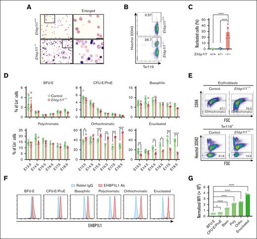 EHBP1L1 promotes erythroblast enucleation. (A) The peripheral blood collected from control and Ehbp1l1−/− P0 mice was subjected to May-Grunwald-Giemsa staining. Representative pictures are shown. The areas enclosed in the black squares were enlarged and are shown in the right panels. Scale bars: 10 μm. (B-C) The peripheral blood collected from mice with the indicated genotypes was analyzed by flow cytometry (Ehbp1l1+/+: n = 5, Ehbp1l1+/−: n = 9, Ehbp1l1−/−: n = 4). Representative flow cytometry plots are shown. (D-E) Fetal liver cells (FLCs) from control and Ehbp1l1−/− embryos were analyzed by flow cytometry. N =14 (E13.5), 16 (E14.5), 7 (E15.5), 3 (E16.5), 5 (E17.5), and 9 (E18.5) for control embryos. N =5 (E13.5), 4 (E14.5), 5 (E15.5), 2 (E16.5), 4 (E17.5), and 3 (E18.5) for Ehbp1l1−/− embryos. The upper and lower flow cytometry plots in E show representative data for Lin−Ter119highHoechst 33342+AnnexinV− erythroblasts and Lin−Ter119high cells, respectively. (F-G) FLCs from E13.5 ICR embryos were analyzed by flow cytometry (n = 4). Representative flow cytometry plots of erythroid cells at distinct stages of erythropoiesis are shown. The mean fluorescence intensity (MFI) of EHBP1L1 staining was normalized based on that of control rabbit IgG staining. The result is representative of 2 independent experiments. The data are presented as means ± SEMs for panels C-D,G. ∗P < .05; ∗∗P < .01; ∗∗∗P < .001, ∗∗∗∗P < .0001 (1-way ANOVA in panels C,G; unpaired t test with Welch’s correction in panel D). BFU-E, burst-forming units-erythroid; CFU-E, colony-forming units-erythroid; ProE, proerythroblasts.