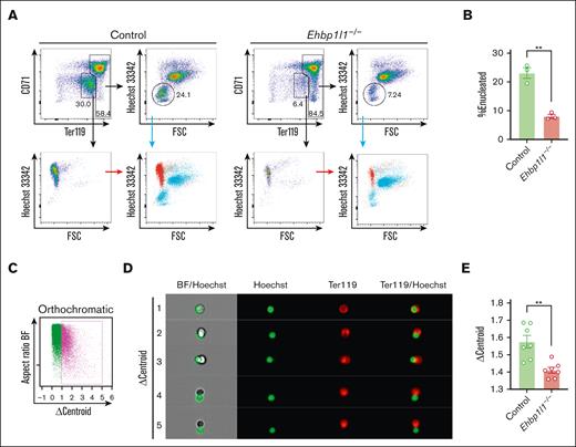 EHBP1L1 promotes nuclear polarization during terminal erythroid maturation. (A-B) Lin−Ter119−CD117+ erythroid progenitors from control and Ehbp1l1−/− embryos (n = 3) were differentiated as described in the “Materials and methods” section. Representative flow cytometry plots of PI− cells are shown. The percentages of Hoechst 33342− cells among Ter119high cells are shown in a bar-dot plot (B). The data are representative of 2 independent experiments. (C-E) FLCs from control and Ehbp1l1−/− embryos (E17.5, n = 7 pooled from 3 independent experiments) were analyzed using imaging flow cytometry. A representative flow cytometry plot of Ter119highHoechst 33342+CD44low orthochromatic erythroblasts is shown (C). Representative images of enucleating cells are shown (D). The average Δcentroid of the cells gated in the pink square in the flow cytometry plot is shown in a bar-dot plot (E). The data are presented as the means ± SEMs for panels B,E. ∗∗P < .01 (unpaired t test with Welch’s correction). BF, bright field.