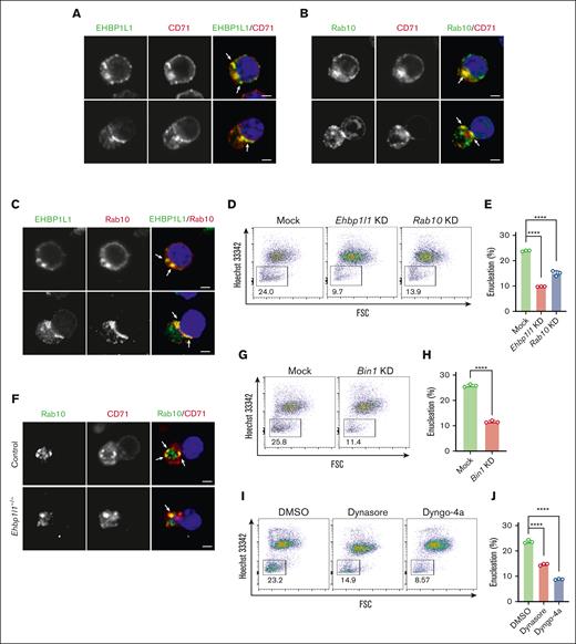 EHBP1L1 cooperates with Rab10, Bin1, and dynamin to promote erythroblast enucleation. (A-C,F) Lin−Ter119−CD117+ erythroid progenitors from ICR embryos (A-C) and embryos with the indicated genotypes (F) were differentiated as described in the “Materials and methods” section. The differentiated erythroblasts were subjected to immunofluorescence staining for the indicated proteins. The white arrows indicate representative colocalization events. Nuclei (blue) were stained with 4′,6-diamidino-2-phenylindole (DAPI). Bars: 2 μm. (D-E,G-J) MEDEP-BRC5 cells with shRNA-mediated knockdown (KD) of Ehbp1l1, Rab10, or Bin1 (D-E,G-H) or with dynamin inhibitor treatment (I-J) were differentiated and analyzed by flow cytometry. The cells were treated with the dynamin inhibitors (30 μM) for the last 24 hours of differentiation (I-J). Representative flow cytometry plots of PI−Ter119high cells are shown. The percentage of Hoechst 33342− cells among PI−Ter119high cells is shown in a bar-dot plot (triplicates; E,H,J). The data are representative of more than 3 independent experiments. The data are presented as means ± standard deviation (SDs). ∗∗∗∗P < .0001 (1-way ANOVA in panel E,J; unpaired t test with Welch’s correction in panel H).